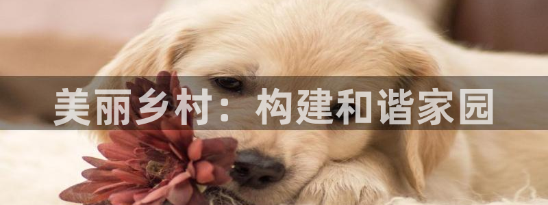 安信安翼 12账号：美丽乡村：构建和谐家园